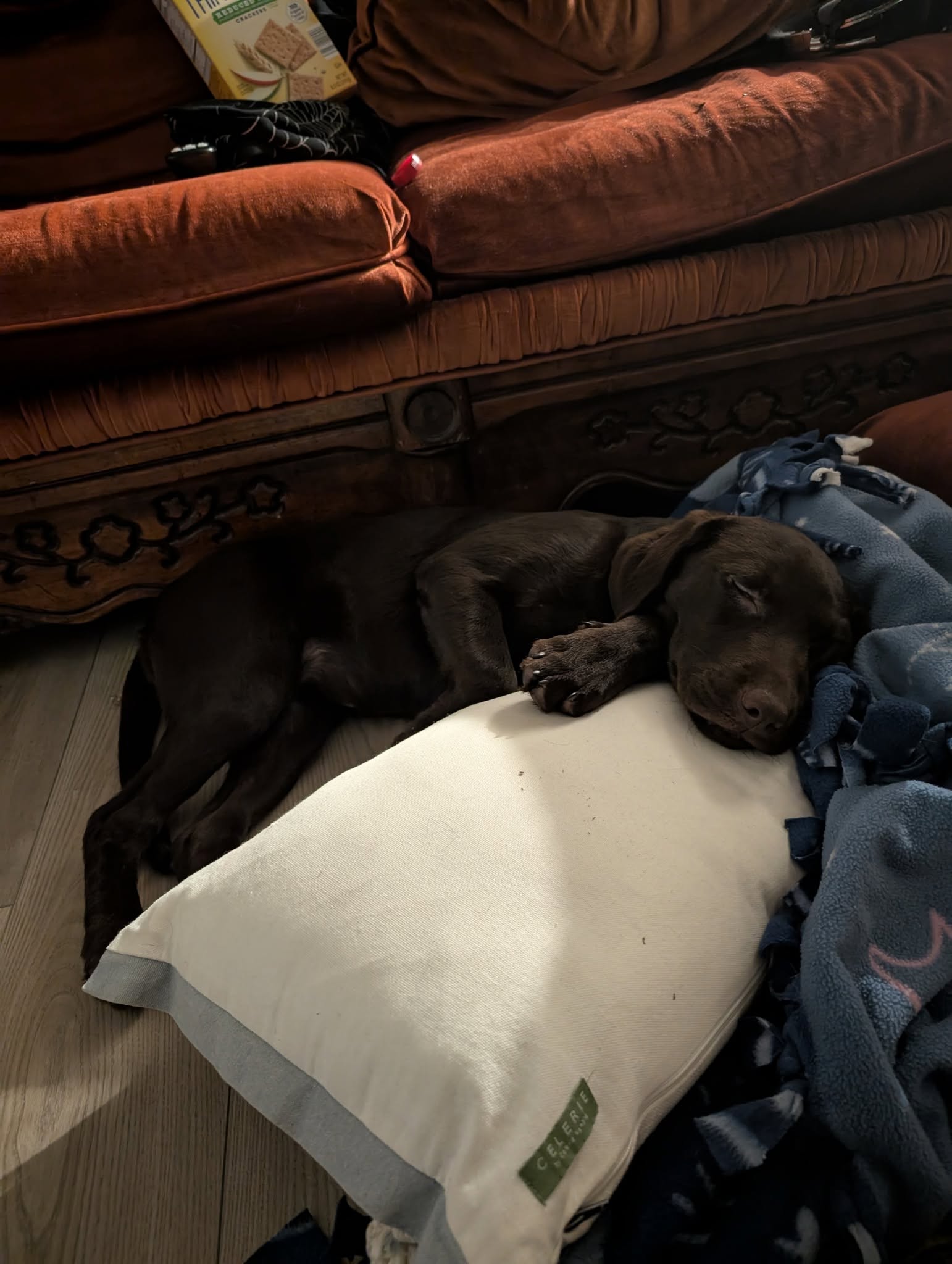 My Labrador Retriever