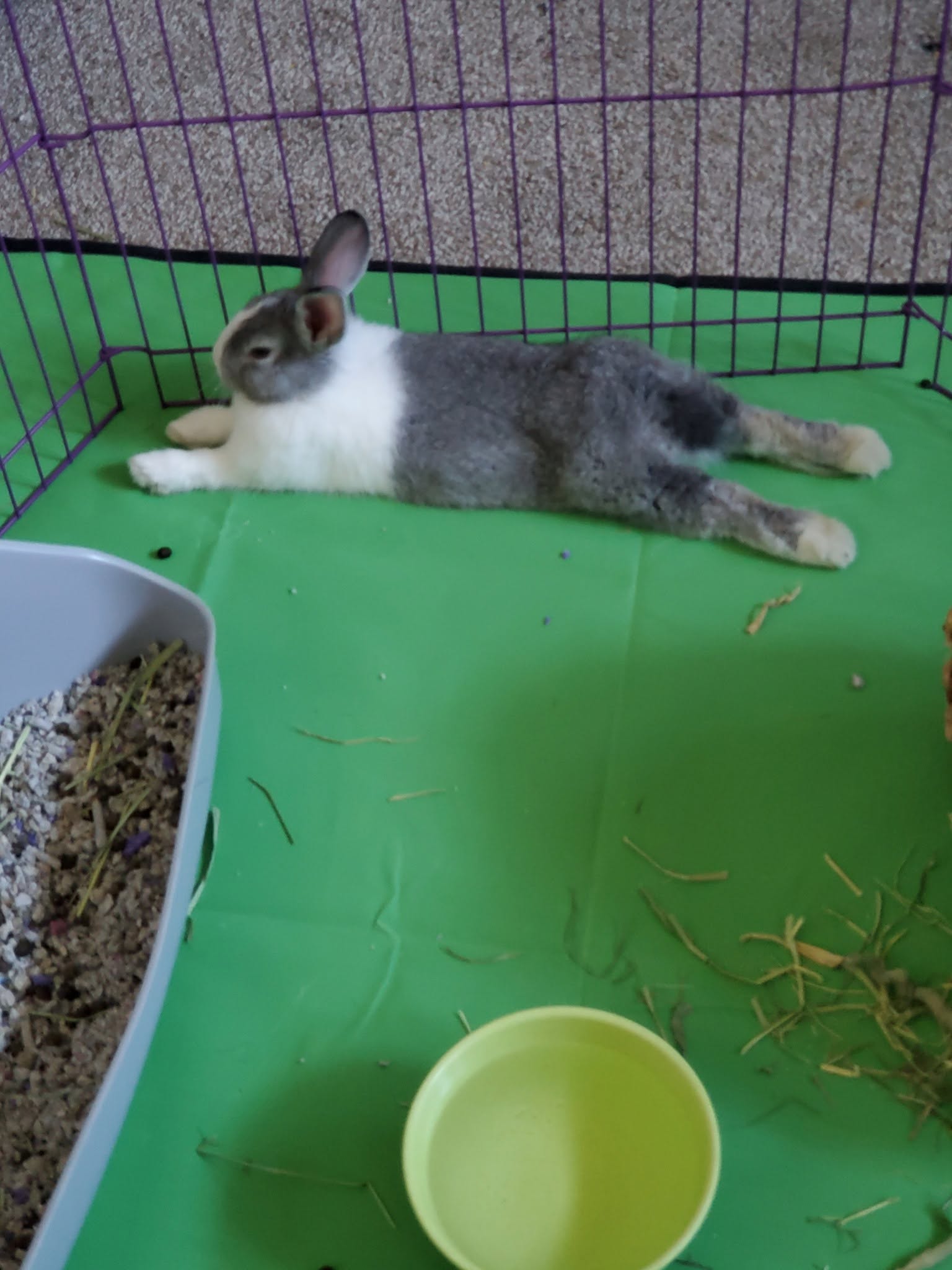 My dutch bunny